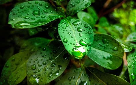 Hd Wallpaper Plant Green Leaf Rain Rain Drops Nature Leaves Tree
