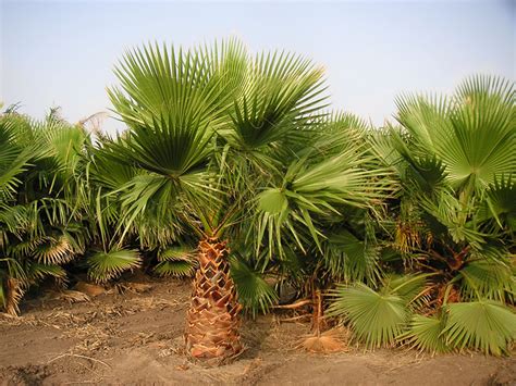 Quality Washingtonia Filibusta Palm Trees West Coast Trees