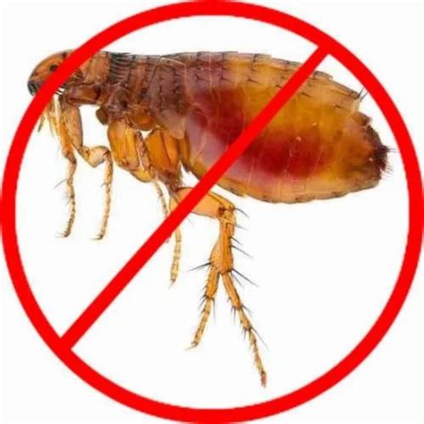 Fleas Pest Control Service Fleas Controlling Services फ्लीस कंट्रोल