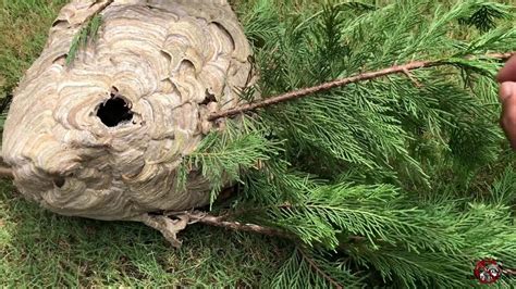 Hornets Nest Removed From A Pine Tree Youtube