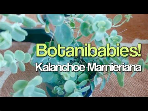 It is fast growing and has multiple branches! Kalanchoe Marnieriana | Plants I've Killed and Won't ...