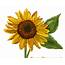 Download High Quality Sunflower Clip Art Rustic Transparent PNG Images 