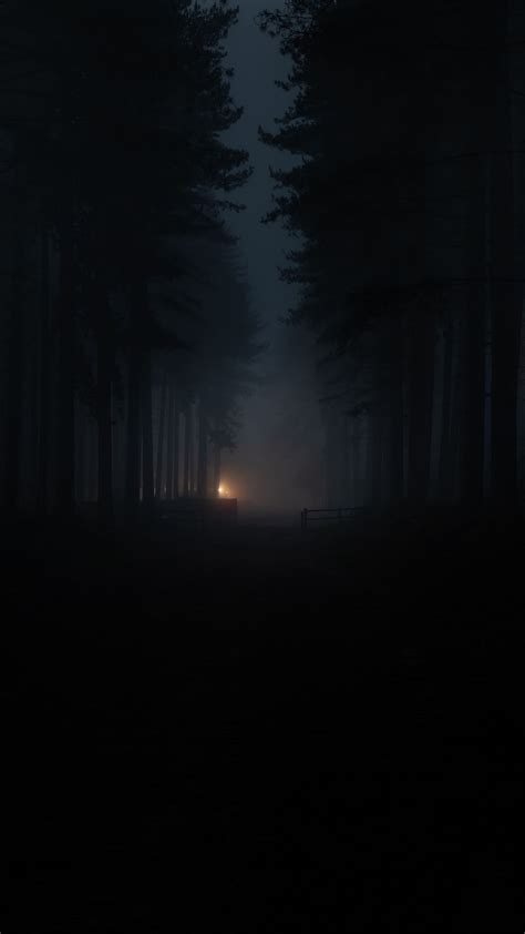 floresta escura   plano de fundo