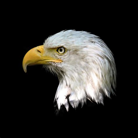 Bald Eagle Head Close Up Photograph By Steve Mckinzie Fine Art America