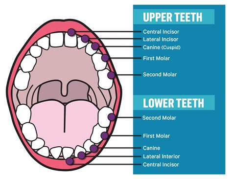 Molar Tooth Anatomy