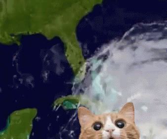 Gif memes muxmnrol1 by extremety_2015: Furacão Tornado Tempestade Gato GIF - Hurricane Storm Cyclone - Discover & Share GIFs