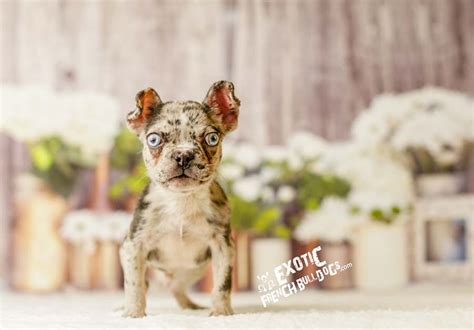 But it's not just the cuteness of this. lilac_merle_aexel5 - Exotic French Bulldogs