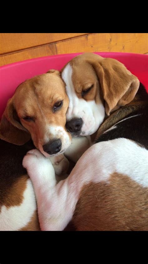 17 Best Images About Beagles On Pinterest Beagle Puppies