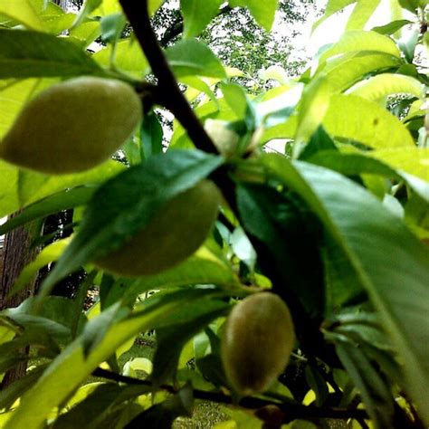 The florida prince peach tree produces delicious fruit that ripens fairly early. Arkansas Peaches, our Peach Tree is lookin' great!!!! GOTT ...