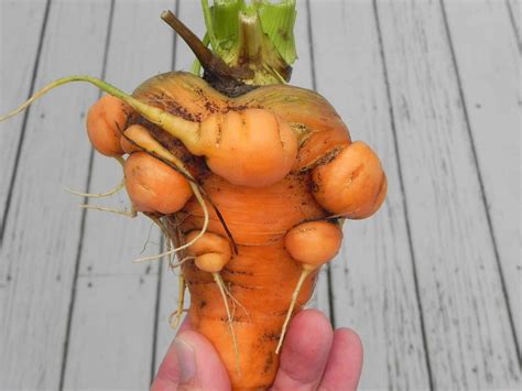 Tywkiwdbi Tai Wiki Widbee Carrot