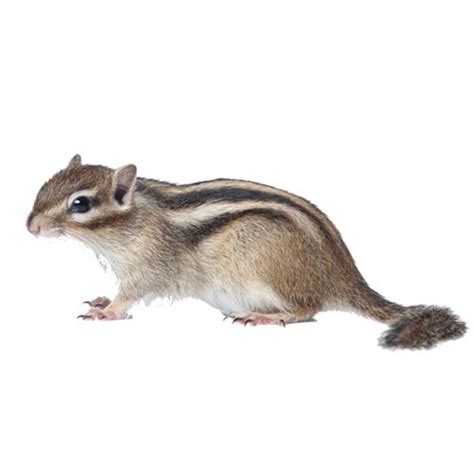 Chipmunk Identification And Info Arrow Exterminating Company Inc Pest Control And
