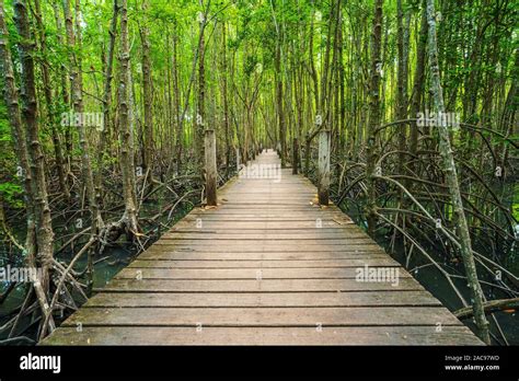 Wooden Bridge In A Mangrove Forest At Tung Prong Thong Rayong Province