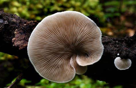 Free Images Nature Fauna Invertebrate Seashell Fungi Mushrooms