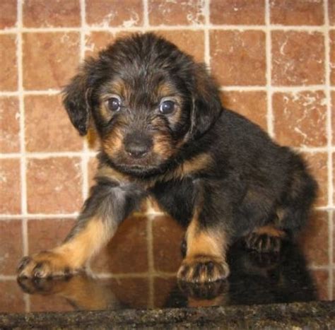 rottle rottweiler poodle mix info temperament puppies pictures