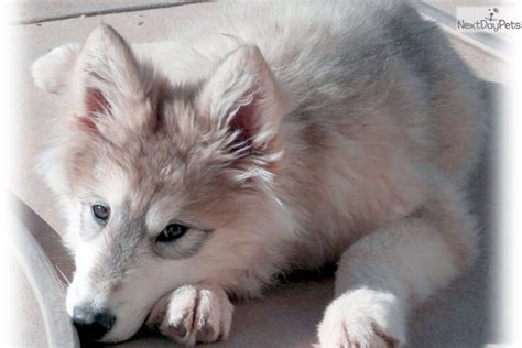 Giants Wolf Hybrid Puppy For Sale Near Las Vegas Nevada 5bd606d2 Cfd1