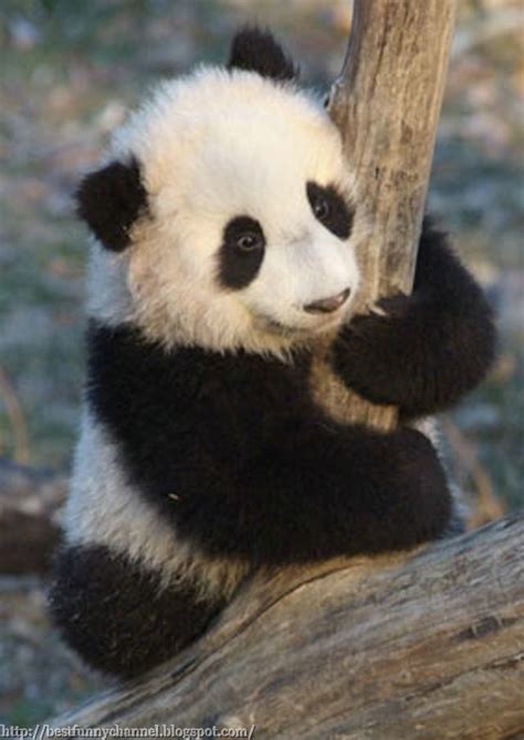 Cute And Funny Pictures Of Animals 30 Pandas 3