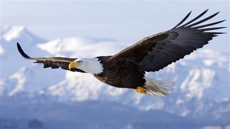 American Eagle Eagle Flying Bald Eagle Nature Hd Wallpaper
