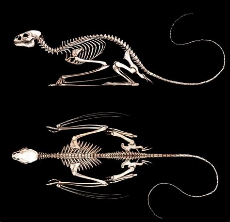 Dragon Skeleton By Deviantetienne On Deviantart Dragon