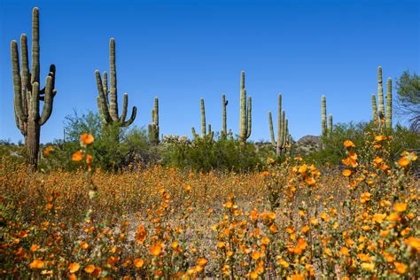 Sonoran Desert Flowering Plants Best Flower Site