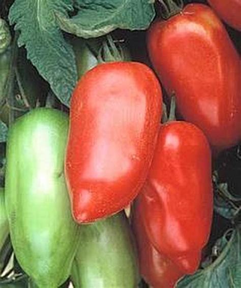 Polish Linguisa Tomato Seeds