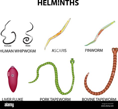 A Set Of Helminths Roundworm Ascaris Pinworms Bovine Tapeworm Pork Tapeworm Whipworm