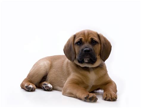 Best Missouri Puggle Puppies For Sale On
