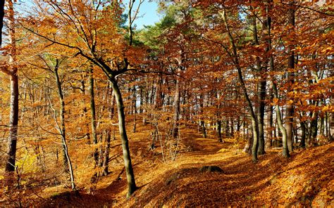 High Quality Desktop Wallpaper Of Forest Picture Of Autumn Leaves
