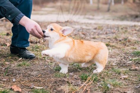 10 Best Corgi Rescues For Adoption 2024 Our Top 10 Picks