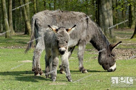 Sicilian Donkey Equus Asinus Asinus Mare With Foal Enclosure Germany