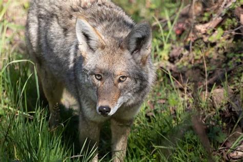 Coyote Symbolism: 18 Spiritual Meanings Of Coyote