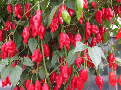 Free Images Flower Ripe Food Produce Shrub Hot Spicy Flowering