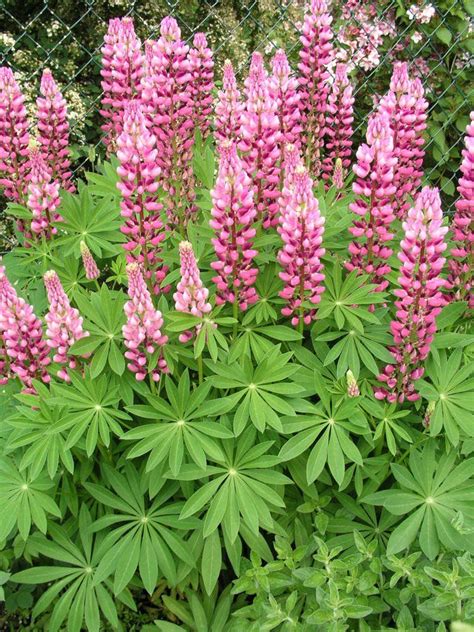 We have almost everything on ebay. Lupinen: Prächtige Blütenkerzen | Garten, Botanischer ...
