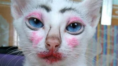 Gambar Gambar Kucing Lucu Yang Bisa Bikin Tertawa Dan Gemes Toplucu