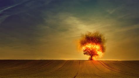 Tree On Fire Wallpaper Hd Artist 4k Wallpapers Images Photos And