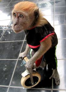 Street monkeys may pose virus risk - Technology & science - Science ...
