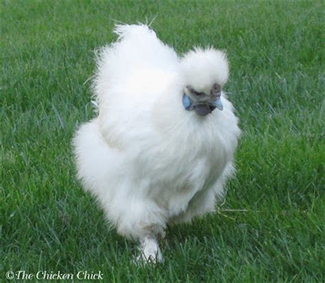 The comb hasn't raise and is looking more v shape to me so let's cross our. The Chicken Chick®: When Will a Hen Begin Laying Eggs ...