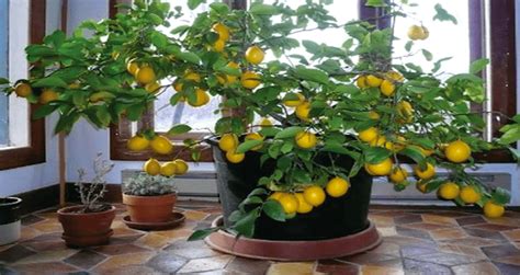 How To Plant And Keep An Indoor Lemon Tree From Just 1
