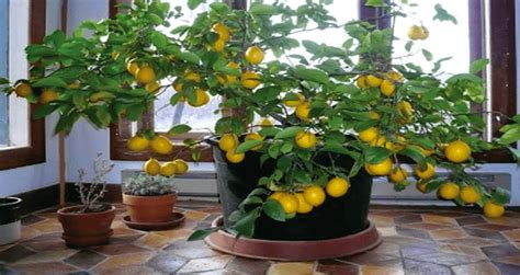 If you're looking for an indoor plant that's both decorative and edible, look to the world of fruit trees! How To Plant And Keep An Indoor Lemon Tree From Just 1 ...