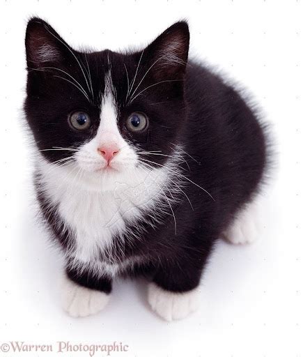 Pictures Of Black And White Cats And Kittens Black And White Cat With