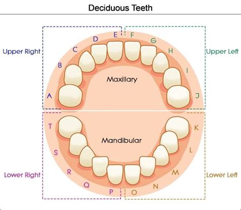Primary Tooth Numbering Chart