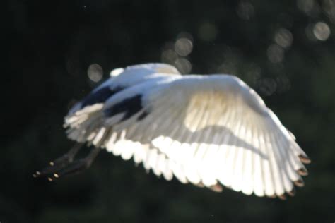 Fondos De Pantalla Pájaro Naturaleza Volador En Vuelo Fauna