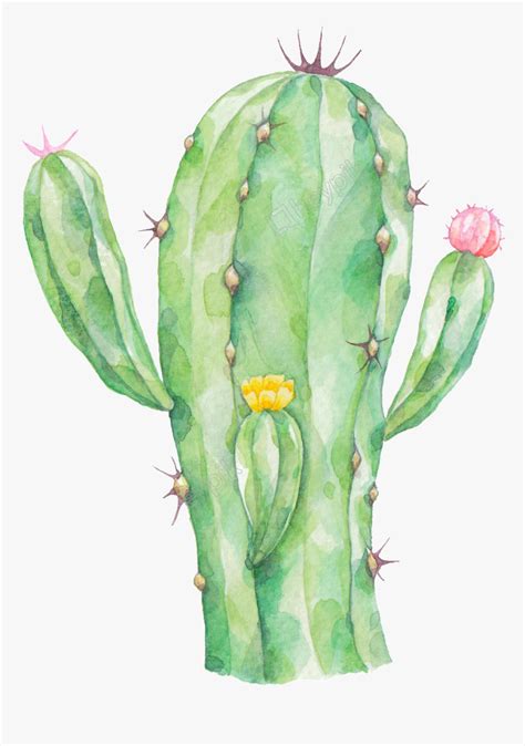 Cactus agave cactus cactus desert cactus flower cactus isolated desert cactus saguaro cactus bee in cactus. Cactus Png - Watercolor Transparent Cactus Clipart, Png ...