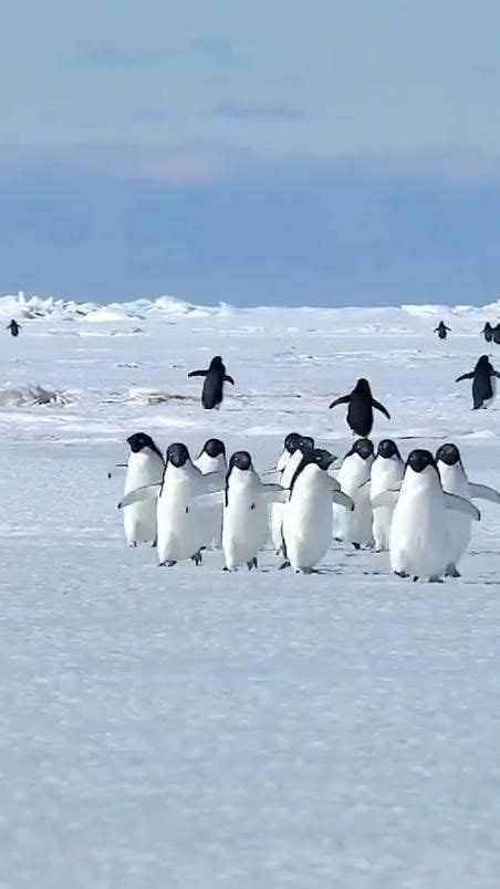 Why Did Penguins Stop Flying Animal Photography Cute Wild Animals