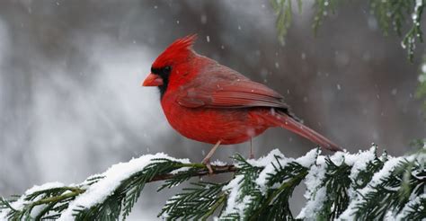 Cardinal State Bird Of North Carolina North Carolina Pictures North