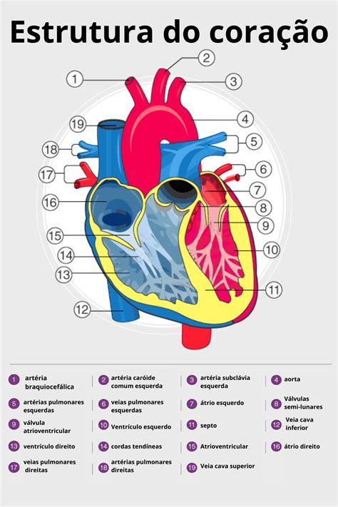 Coração Anatomia Histologia Fisiologia E Doenças