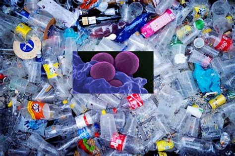 ‘plastic Eating Bacteria Discovered By Indian Scientists The Hitavada