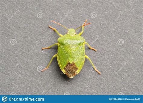 Close Up Of A Green Stink Bug Palomena Prasina Stock Image Image Of
