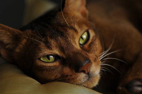 Abyssinian Cat Breed Facts Health Personality And Health Issues