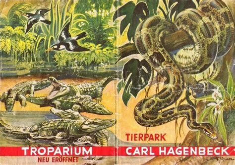 Zebras at the tierpark hagenbeck in stellingen, hamburg, germany, circa 1965. Menschen - Tiere - Sensationen: Hagenbecks Hausmaler