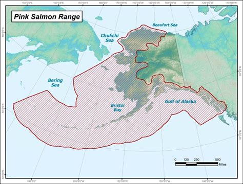 Pink Salmon Range Map Alaska Department Of Fish And Game